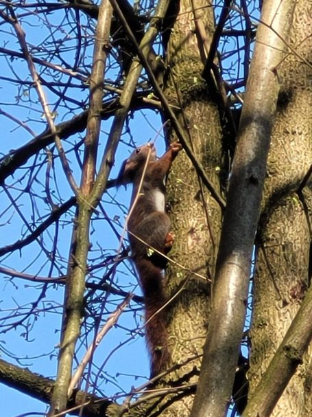 Eichhörnchen am Baumwipfel, bringt Euer Fernglas mit es lohnt sich